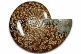 Polished Cretaceous Ammonite (Cleoniceras) Fossil - Madagascar #339098-1